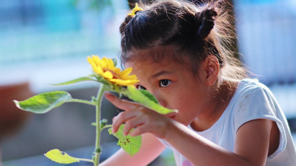 young girl observing sunflower