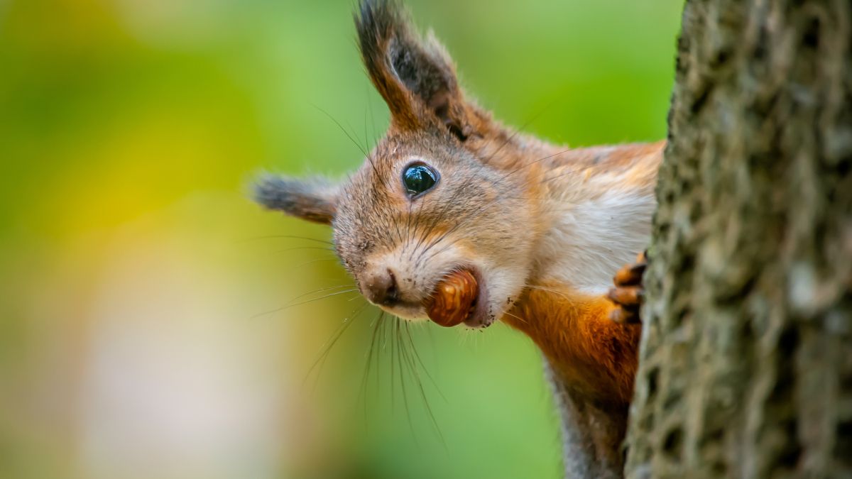 squirrel on tree holds nut in mouth