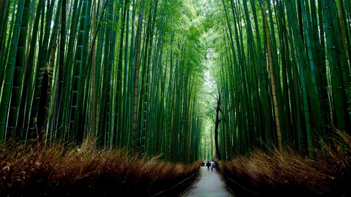 Bamboo forest 