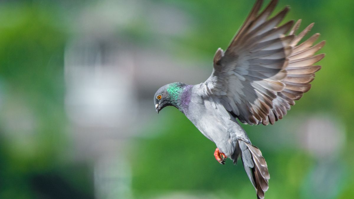 pigeon landing wings spread