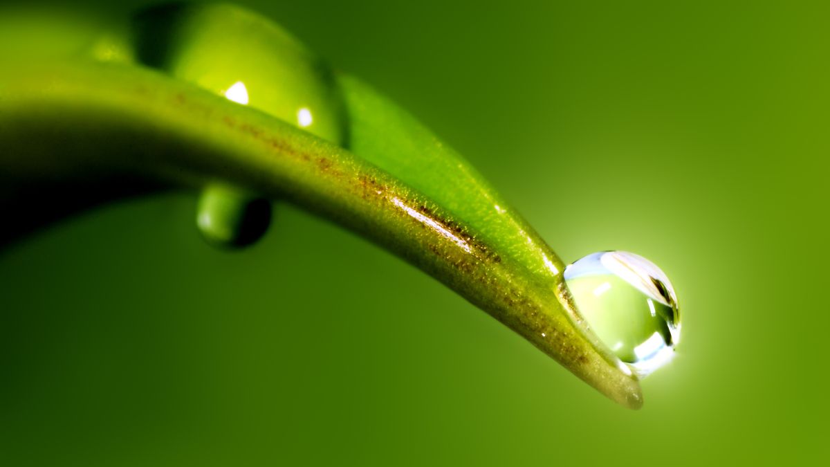 water drop on tip of leaf